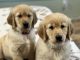 Golden Retriever Puppies for sale in Corona, California. price: $1,200
