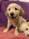 Golden Retriever Puppies for sale in Honolulu, Hawaii. price: $500