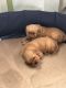 Golden Retriever Puppies for sale in Glenns Ferry, Idaho. price: $1,000