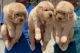 Golden Retriever Puppies for sale in Chennai, Tamil Nadu. price: 8,000 INR