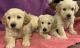 Golden Retriever Puppies for sale in Anchorage, Alaska. price: $500