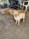 Golden Retriever Puppies for sale in Ontario, California. price: $600