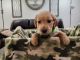 Golden Retriever Puppies for sale in Burkburnett, Texas. price: $950