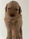 Golden Retriever Puppies for sale in Rochester, New York. price: $975