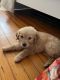 Golden Retriever Puppies for sale in Kearny, New Jersey. price: $4,000