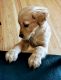 Golden Retriever Puppies for sale in Prior Lake, Minnesota. price: $800