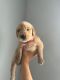 Golden Retriever Puppies for sale in DeBary, Florida. price: $1,500
