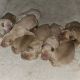Golden Retriever Puppies for sale in Farmington, Pennsylvania. price: $1,000