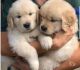 Golden Retriever Puppies for sale in Orlando, Florida. price: $850