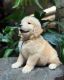 Golden Retriever Puppies for sale in New York City, New York. price: $1,000
