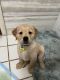 Golden Retriever Puppies for sale in Memphis, Tennessee. price: $400