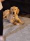 Golden Retriever Puppies for sale in Federal Way, Washington. price: $500