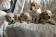 Golden Retriever Puppies for sale in Buffalo, New York. price: $600