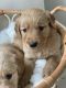 Golden Retriever Puppies for sale in Rochester, New York. price: $650