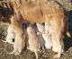 Golden Retriever Puppies for sale in Duluth, Minnesota. price: $1,500
