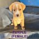 Golden Retriever Puppies for sale in Los Angeles, California. price: $500