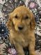 Golden Retriever Puppies for sale in Switz City, IN 47465, USA. price: $850