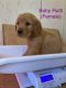 Golden Retriever Puppies for sale in Townville, South Carolina. price: $1,200