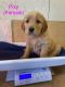 Golden Retriever Puppies for sale in Townville, South Carolina. price: $1,200