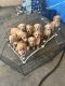 Golden Retriever Puppies for sale in Los Angeles, California. price: $300
