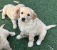 Golden Retriever Puppies for sale in Phoenix, Arizona. price: $1,100
