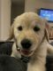 Golden Retriever Puppies for sale in Fort Worth, Texas. price: $2,500