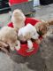 Golden Retriever Puppies for sale in Monticello, Iowa. price: $600