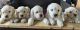 Golden Retriever Puppies for sale in Corona, CA, USA. price: NA
