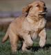 Golden Retriever Puppies for sale in Bowie, Maryland. price: $300