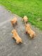 Golden Retriever Puppies for sale in 6401 Bluebonnet Blvd, Baton Rouge, LA 70836, USA. price: $550