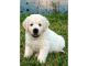 Golden Retriever Puppies for sale in South Lake Tahoe, CA 96150, USA. price: NA