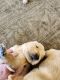 Golden Retriever Puppies for sale in Queen Creek, AZ, USA. price: $2,000