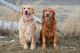 Golden Retriever Puppies for sale in Strasburg, CO 80136, USA. price: $2,500