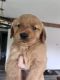 Golden Retriever Puppies for sale in Cañon City, CO 81212, USA. price: $850