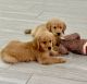 Golden Retriever Puppies for sale in Seffner, Florida. price: $1,000