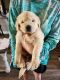 Golden Retriever Puppies for sale in Loranger, LA 70446, USA. price: $2,000