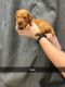 Golden Retriever Puppies for sale in Winnebago, Minnesota. price: $800