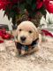 Golden Retriever Puppies for sale in Miami, Florida. price: $500