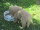 Golden Retriever Puppies for sale in Cleveland, OH, USA. price: NA