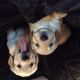 Golden Retriever Puppies for sale in Royal Oak, MI, USA. price: NA