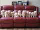 Golden Retriever Puppies for sale in Spring Hill, Florida. price: $1,600