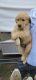 Golden Retriever Puppies for sale in East Hemet, California. price: $750