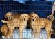 Golden Retriever Puppies for sale in San Jacinto, California. price: $450
