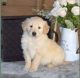 Golden Retriever Puppies for sale in Alexandria, Virginia. price: $1,500