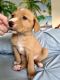 Golden Retriever Puppies for sale in West Palm Beach, Florida. price: $450