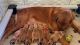 Golden Retriever Puppies for sale in Tampa, Florida. price: NA