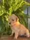 Golden Retriever Puppies for sale in Raymond, MS 39154, USA. price: $1,000
