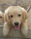 Golden Retriever Puppies for sale in Salem, Tamil Nadu 636001 - 636010, India. price: 10000 INR