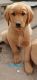 Golden Retriever Puppies for sale in Wake Forest, North Carolina. price: $600