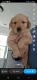 Golden Retriever Puppies for sale in Tulsa, Oklahoma. price: $500